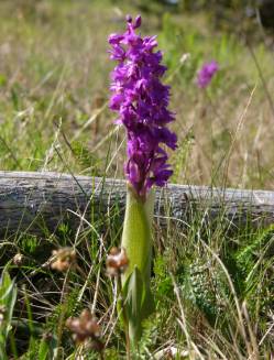 [Foto 6: Orchidee St. Hans Schlüssel]